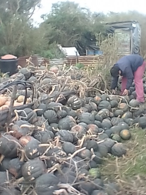 El municipio compró una importante cantidad de verduras a productores
