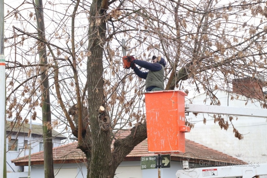 Continan las podas de media altura en los distintos sectores de la ci