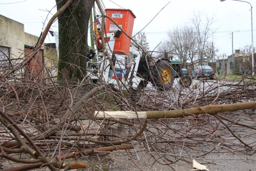 Continan las podas de media altura en los distintos sectores de la ci