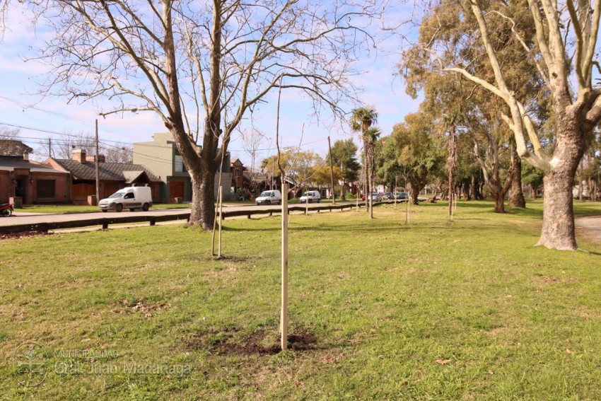 Plantaron 100 especies en el Parque Anchorena