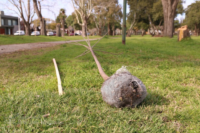 Plantaron 100 especies en el Parque Anchorena
