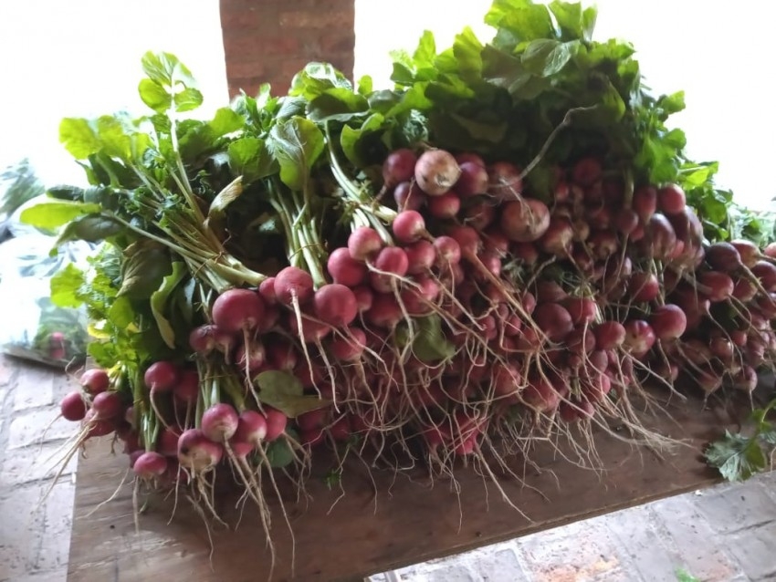 Productores locales vendieron ms de 100 bolsas de verduras  al munici