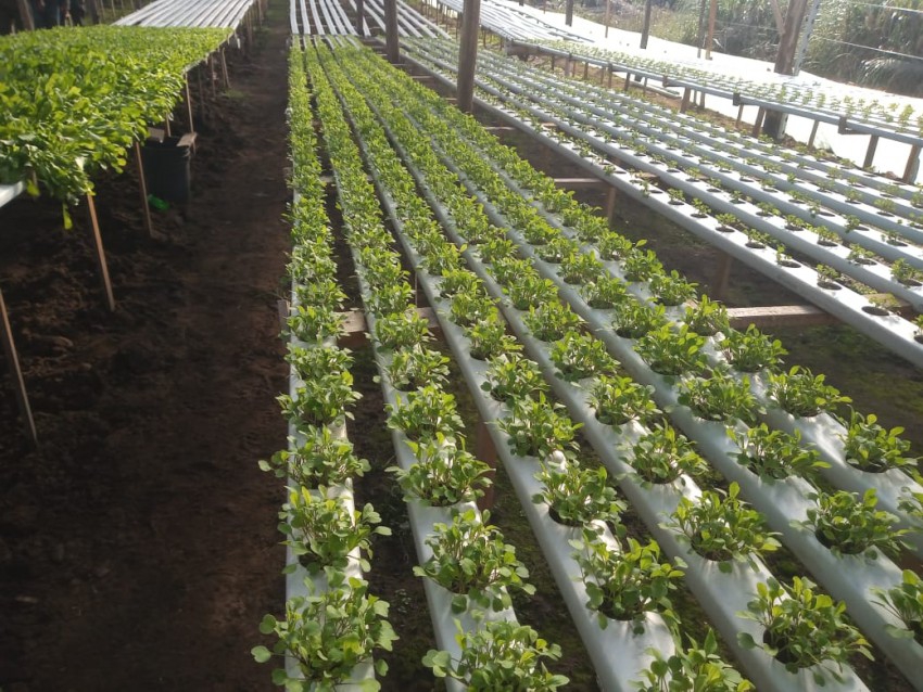 Las verduras hidropónicas llegan al Mercado de la Estación