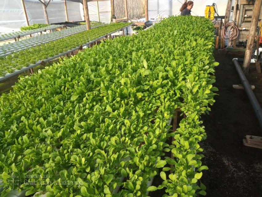 Las verduras hidropnicas llegan al Mercado de la Estacin