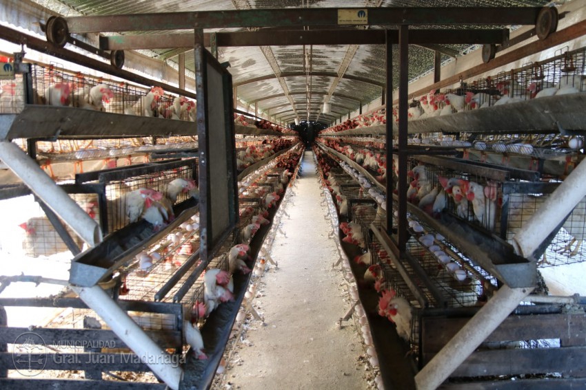 Santoro visitó el emprendimiento avícola de la familia Martino que fue