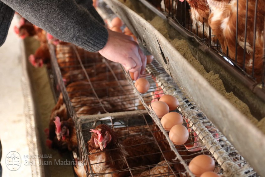 Santoro visitó el emprendimiento avícola de la familia Martino que fue