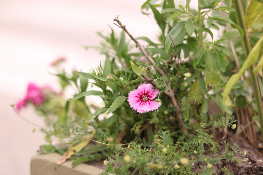 Embellecimiento de espacios pblicos