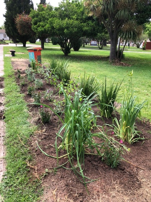 Nueva ornamentacin en la plaza San Martn