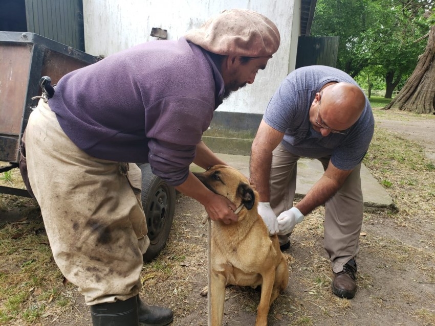 Culmin la campaa masiva de vacunacin antirrbica con un nuevo rcor