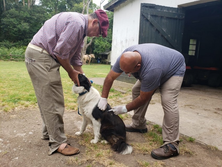 Culmin la campaa masiva de vacunacin antirrbica con un nuevo rcor