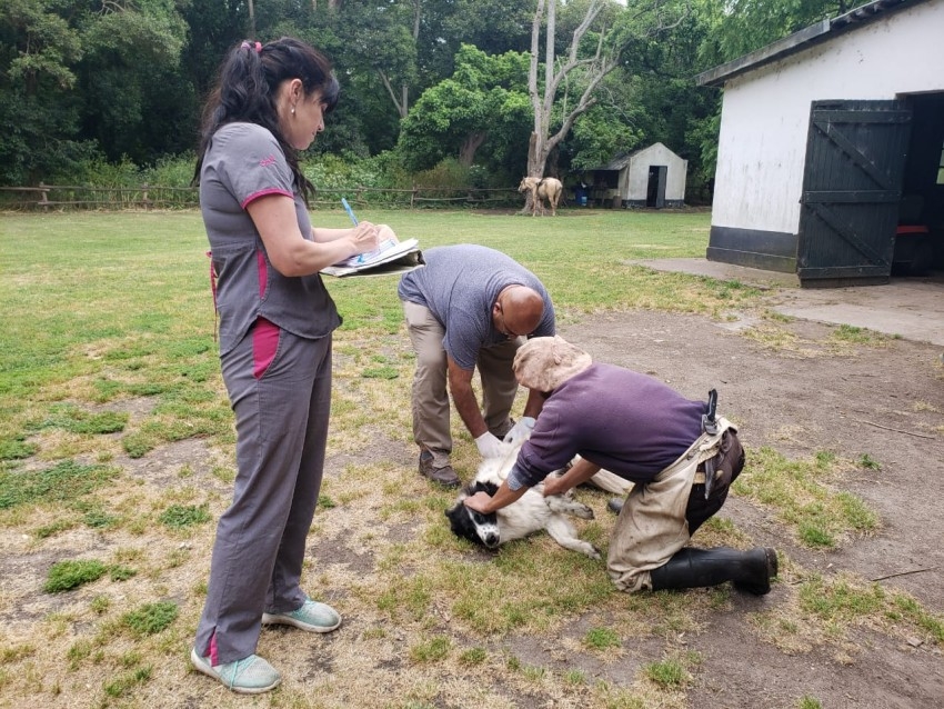 Culmin la campaa masiva de vacunacin antirrbica con un nuevo rcor