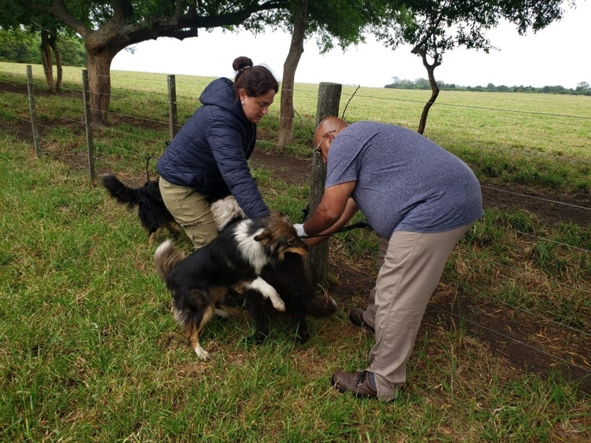 Culmin la campaa masiva de vacunacin antirrbica con un nuevo rcor