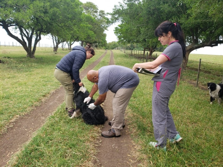 Culmin la campaa masiva de vacunacin antirrbica con un nuevo rcor
