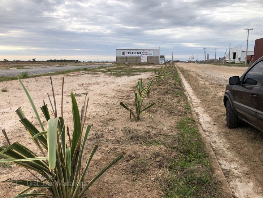 Ornamentaron con plantas el Polideportivo