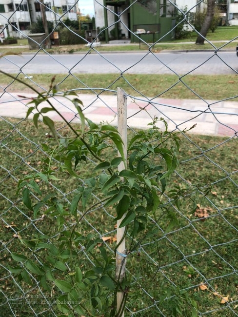 Ornamentaron con plantas el Polideportivo