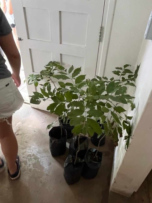 Los jvenes del Programa Envin plantaron rboles y aprendieron sobre 