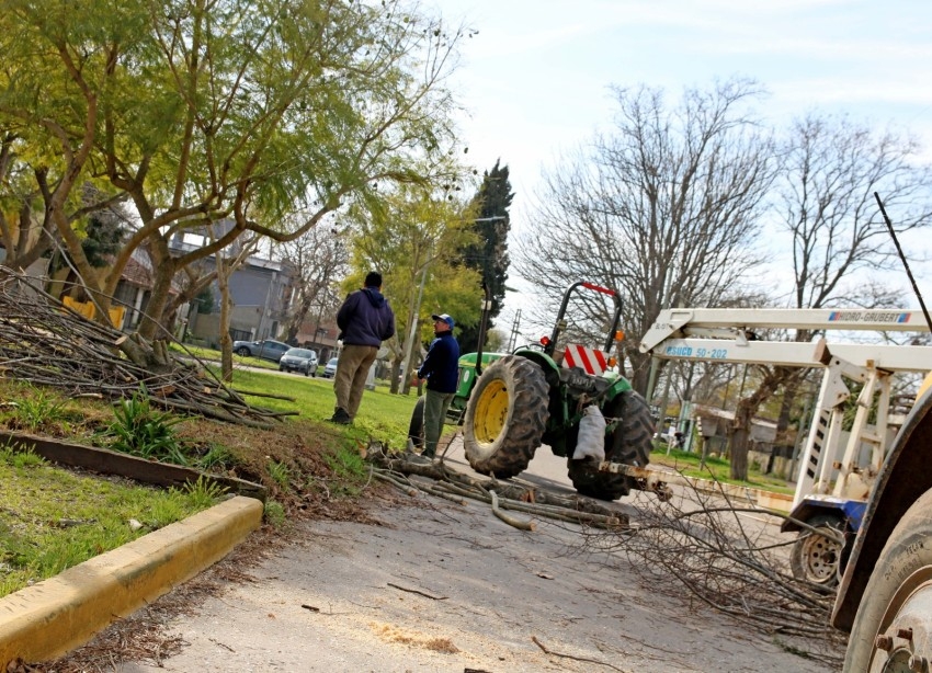 Avanzan los trabajos de poda en distintos puntos de la ciudad
