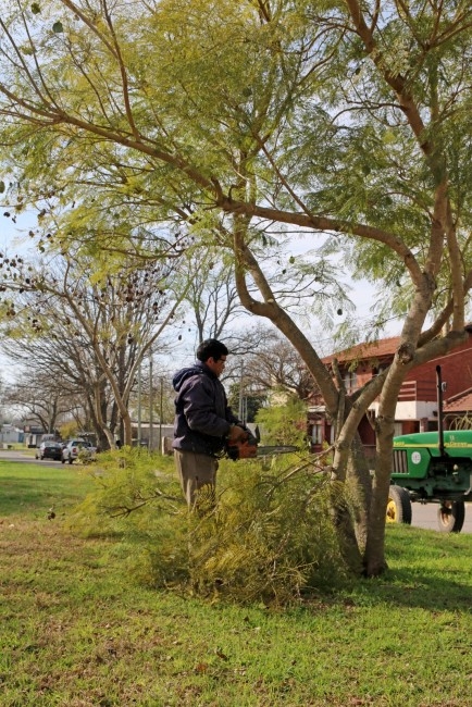 Avanzan los trabajos de poda en distintos puntos de la ciudad