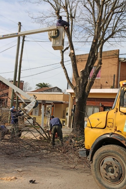 Avanzan los trabajos de poda en distintos puntos de la ciudad