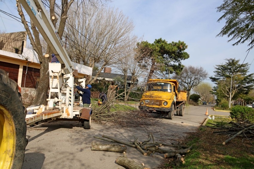 Avanzan los trabajos de poda en distintos puntos de la ciudad