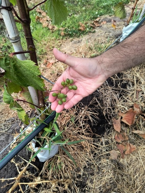 La bodega Gamboa contin�a con sus avances de cara a su apertura
