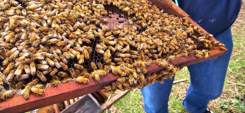 El municipio abri la inscripcin a un nuevo curso gratuito de producc