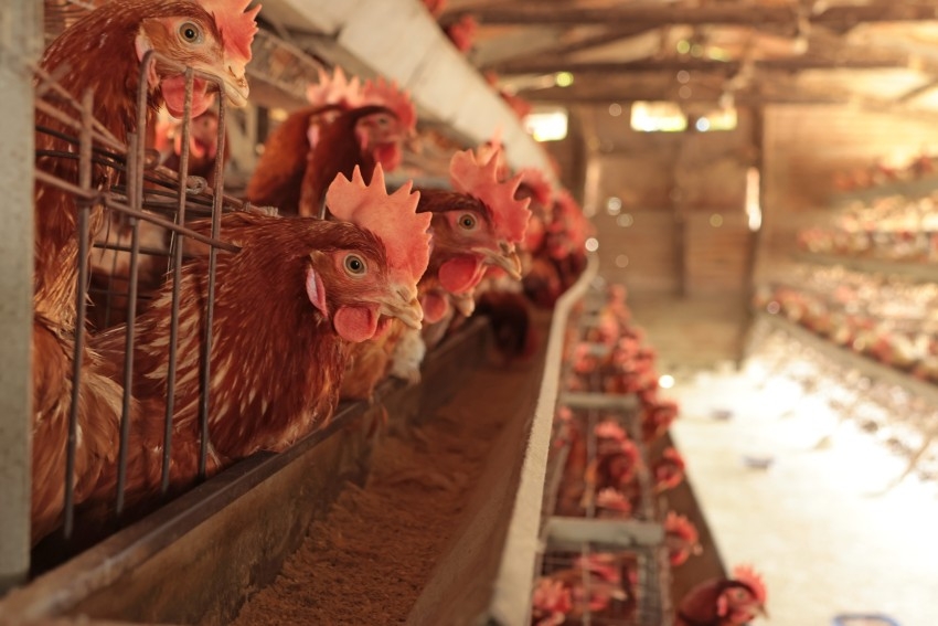 Alianza estrat�gica: La bodega Gamboa apuesta por el 