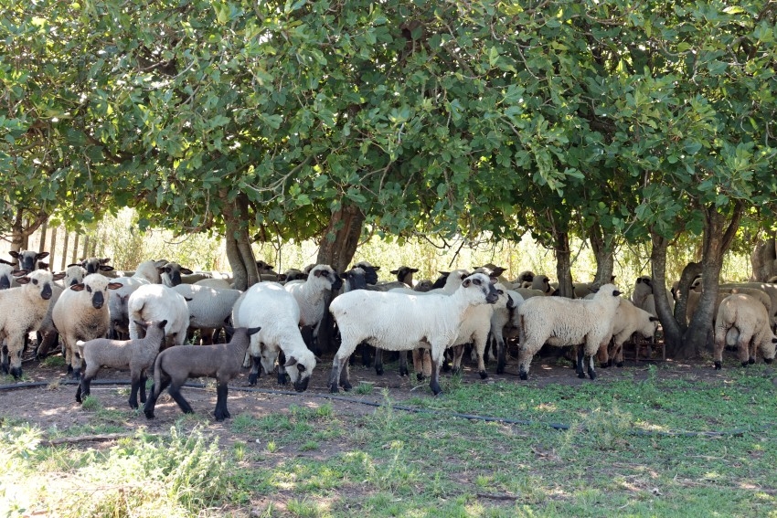 Alianza estrat�gica: La bodega Gamboa apuesta por el 