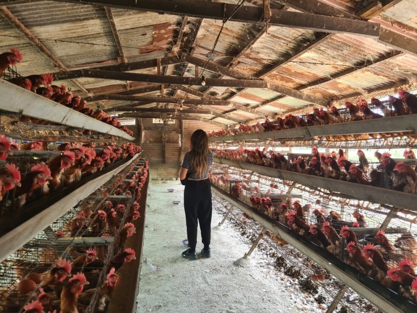 Alianza estrat�gica: La bodega Gamboa apuesta por el 