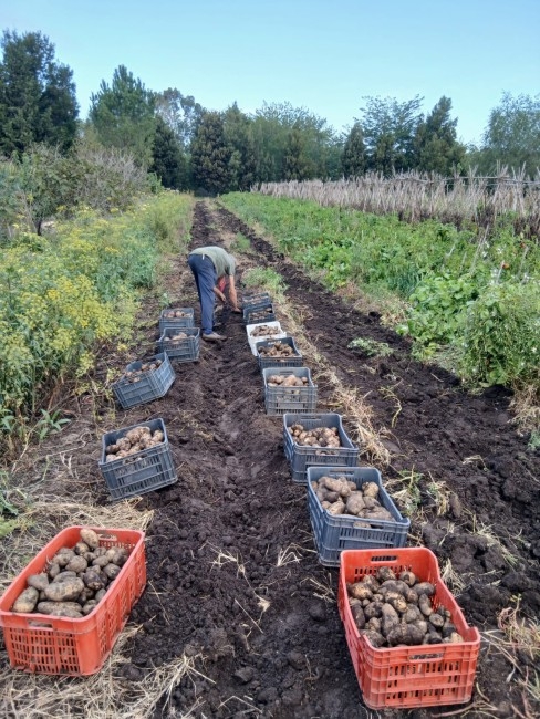 Papa madariaguense: El nuevo producto 100% local