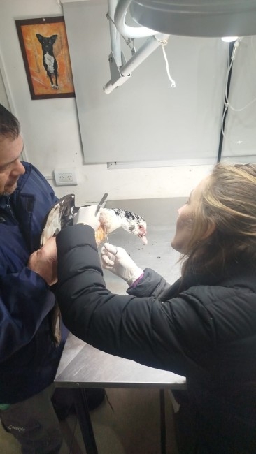 Irresponsabilidad del propietario: un perro suelto mat� a un ave en el
