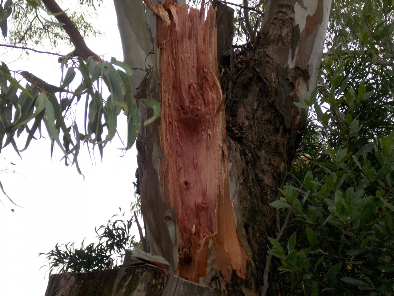 Intenso trabajo de municipales para limpiar la ciudad tras el temporal