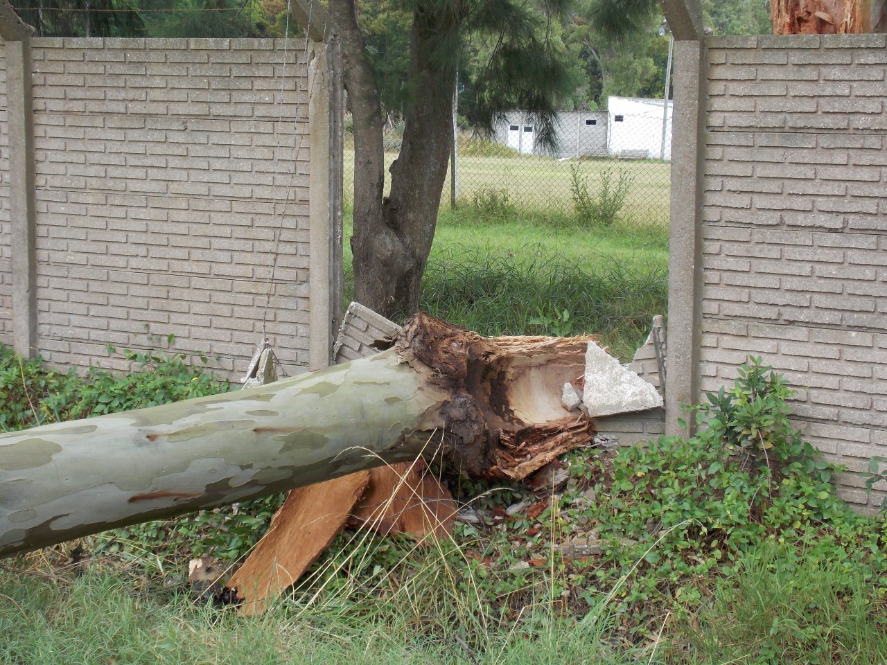 Intenso trabajo de municipales para limpiar la ciudad tras el temporal