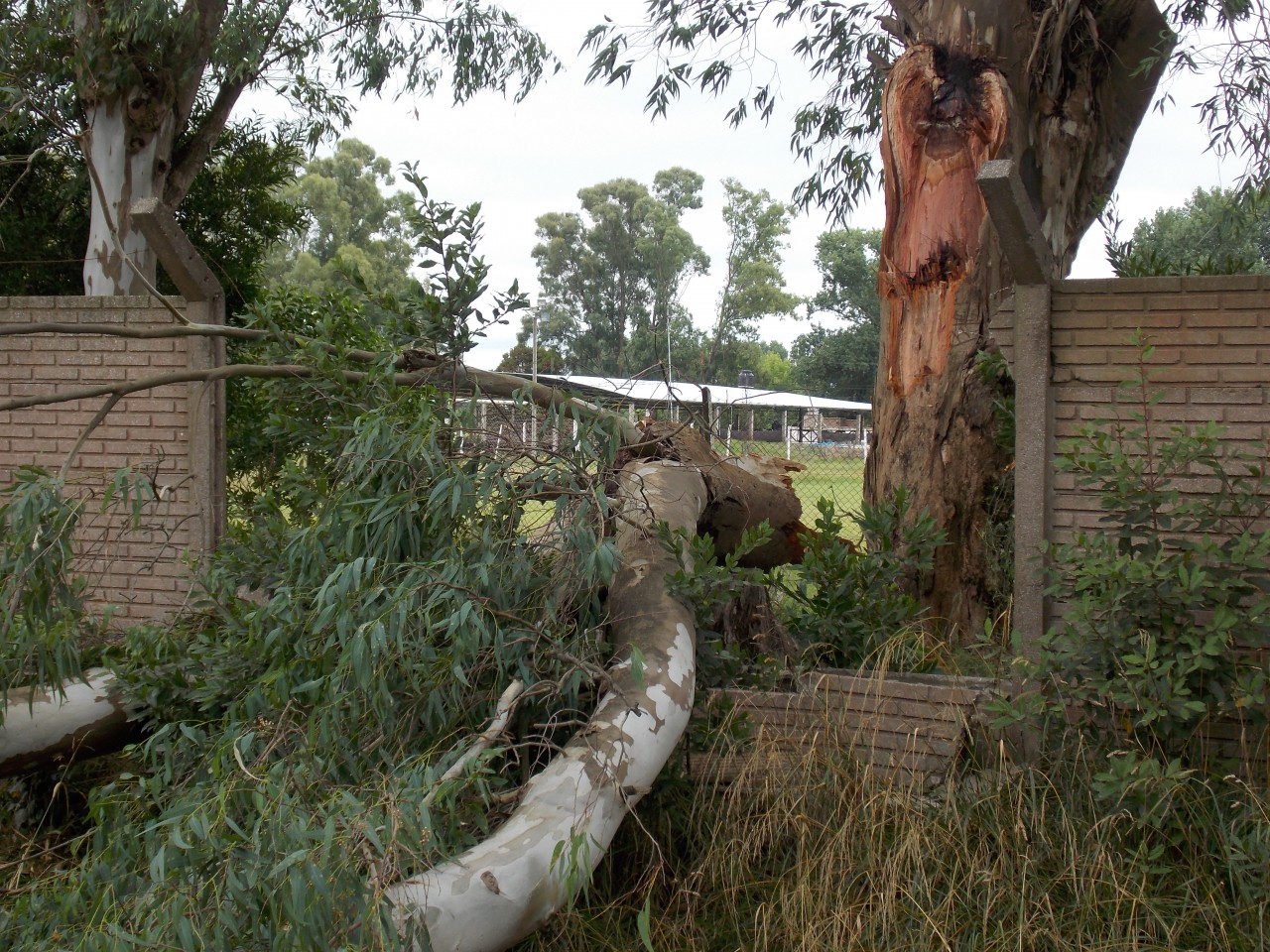 Intenso trabajo de municipales para limpiar la ciudad tras el temporal