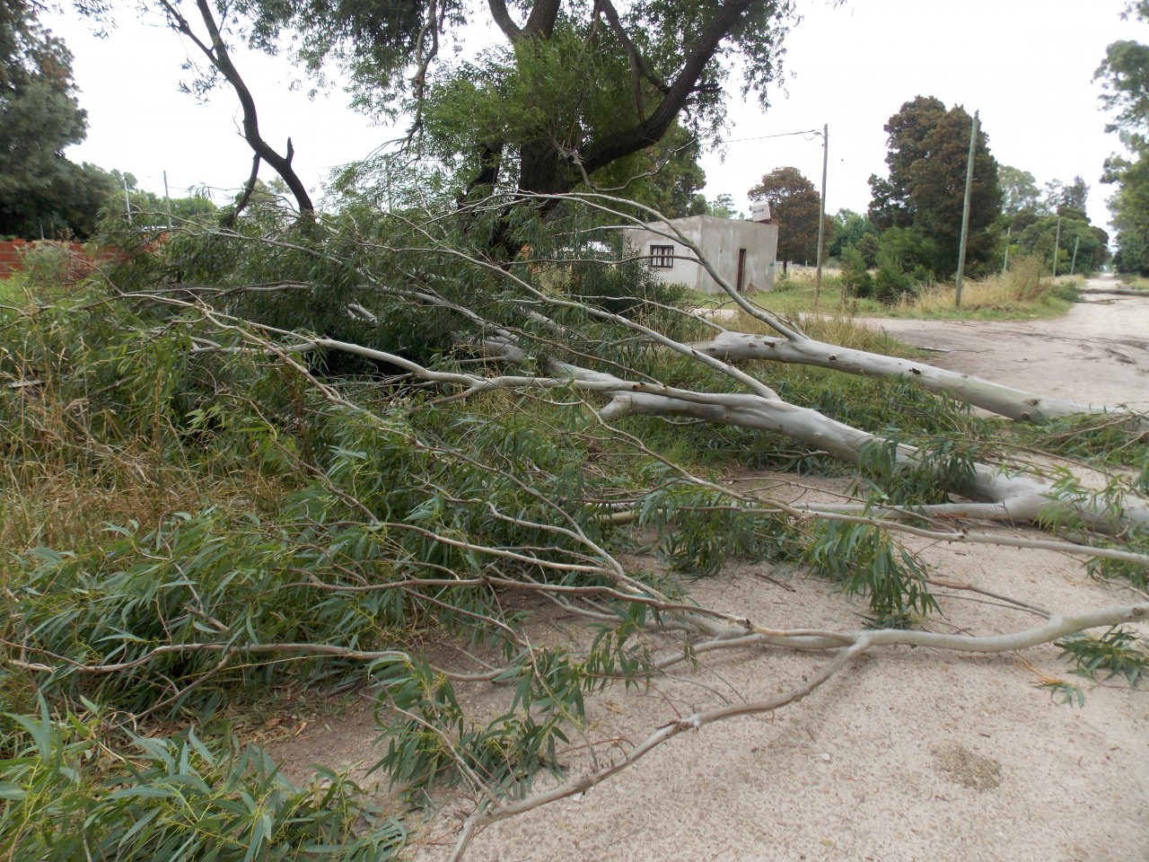 Intenso trabajo de municipales para limpiar la ciudad tras el temporal