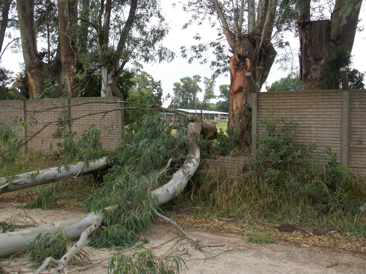 Intenso trabajo de municipales para limpiar la ciudad tras el temporal