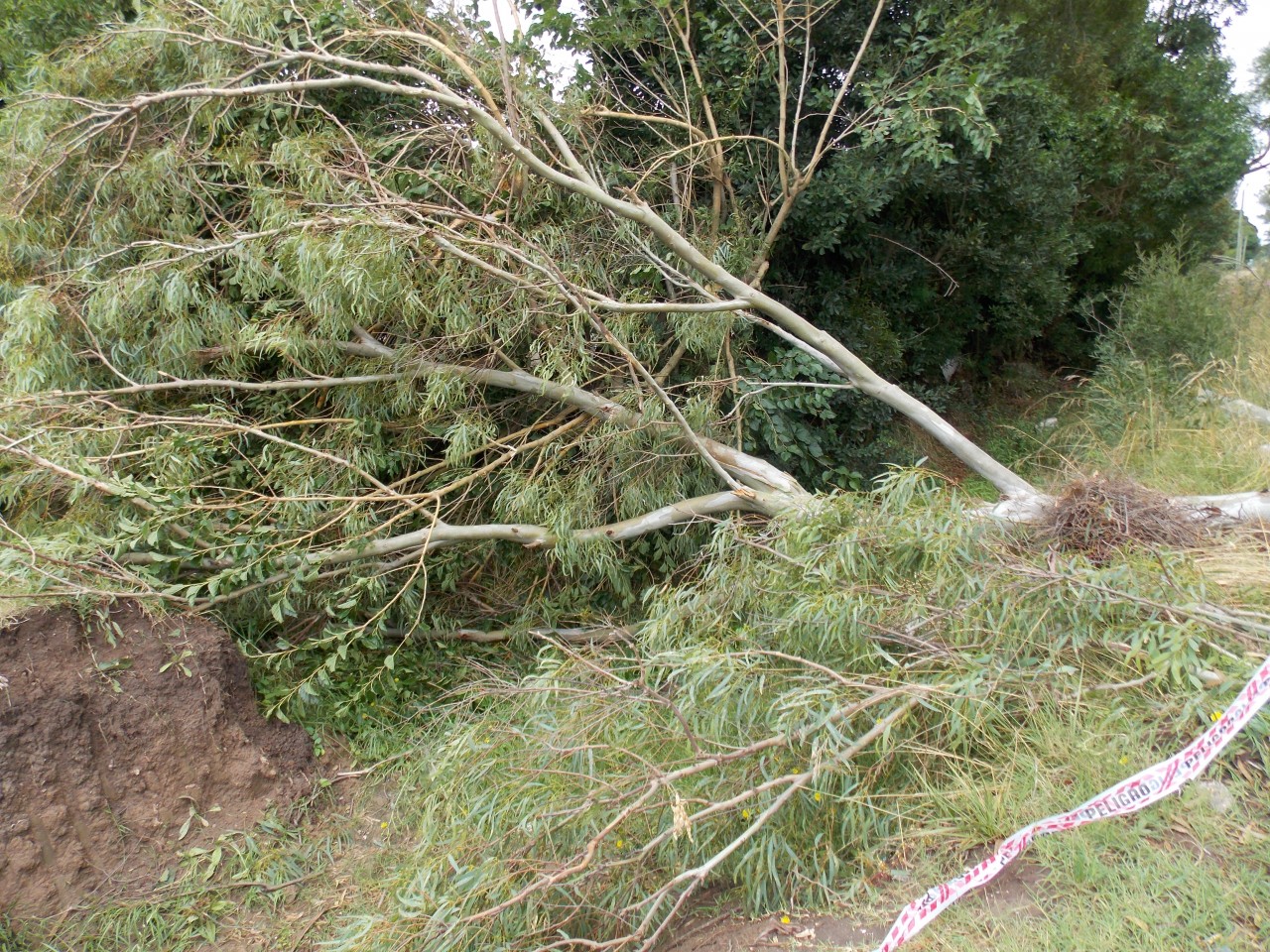 Intenso trabajo de municipales para limpiar la ciudad tras el temporal