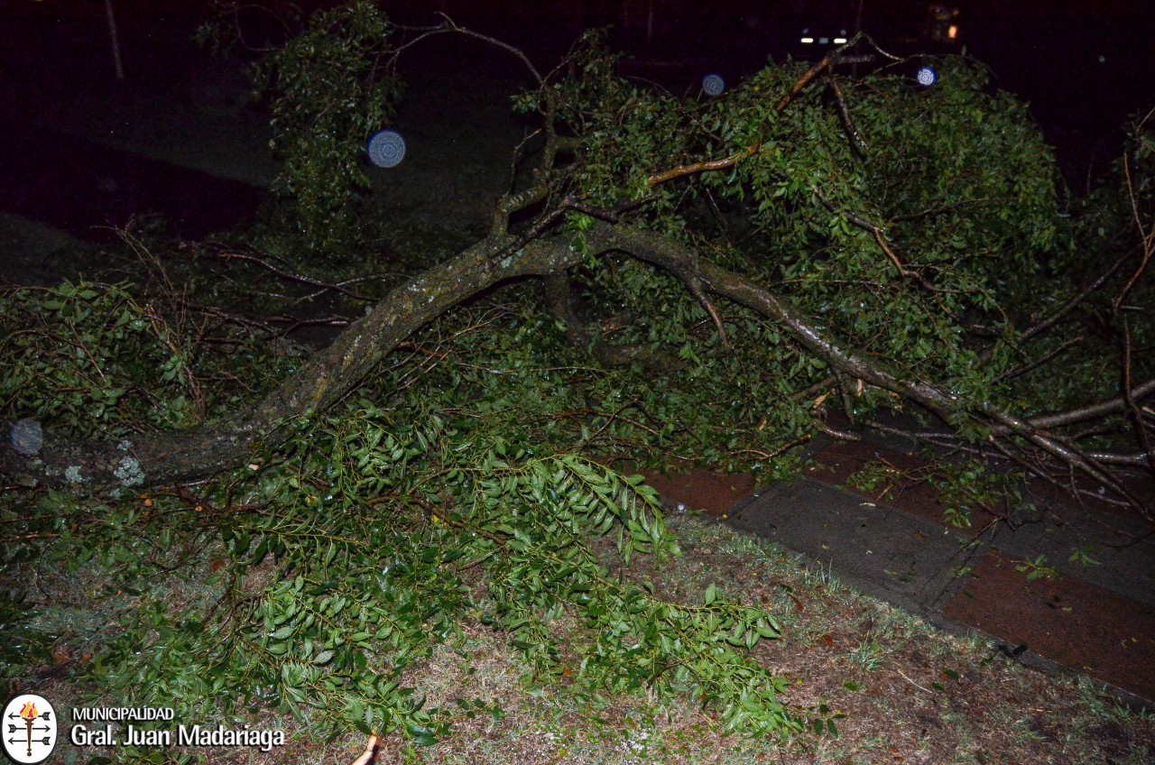 Intenso trabajo de municipales para limpiar la ciudad tras el temporal