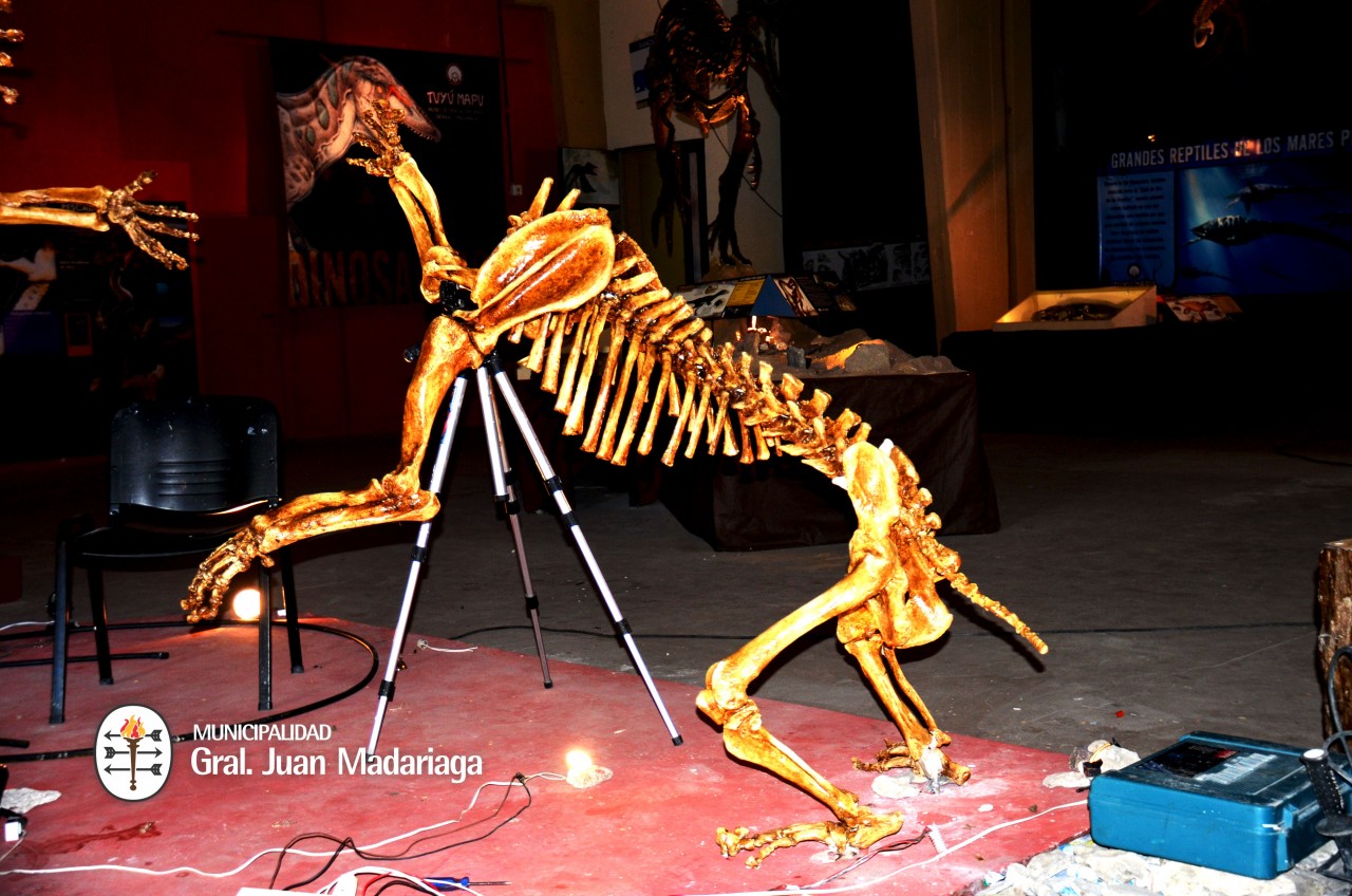 Inaugura maana la exposicin de los esqueletos de Tigres dientes de 