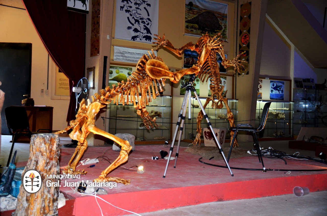 Inaugura maana la exposicin de los esqueletos de Tigres dientes de 