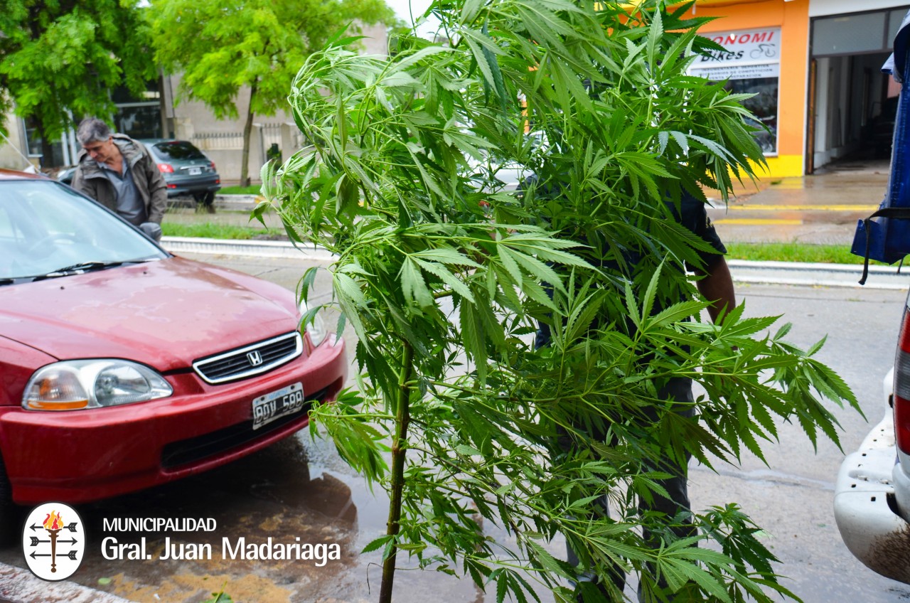 Incautaron marihuana y aprehendieron a una persona