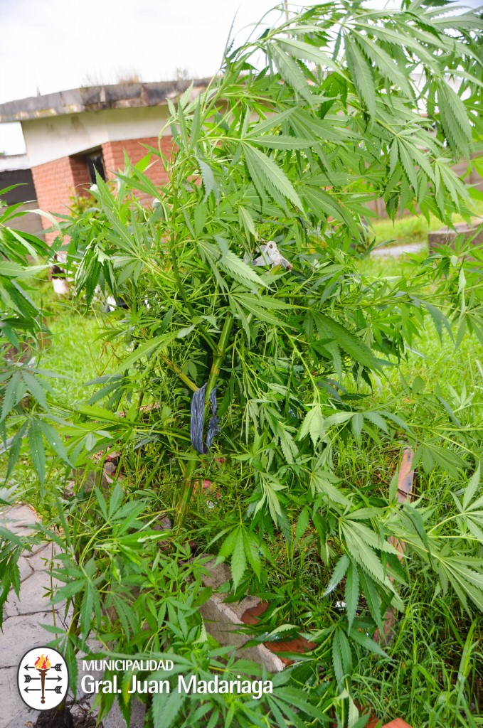 Incautaron marihuana y aprehendieron a una persona