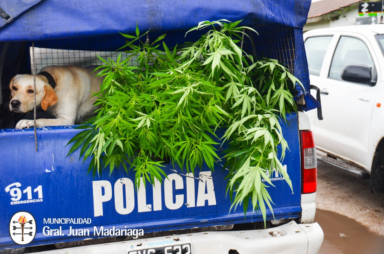 Incautaron marihuana y aprehendieron a una persona