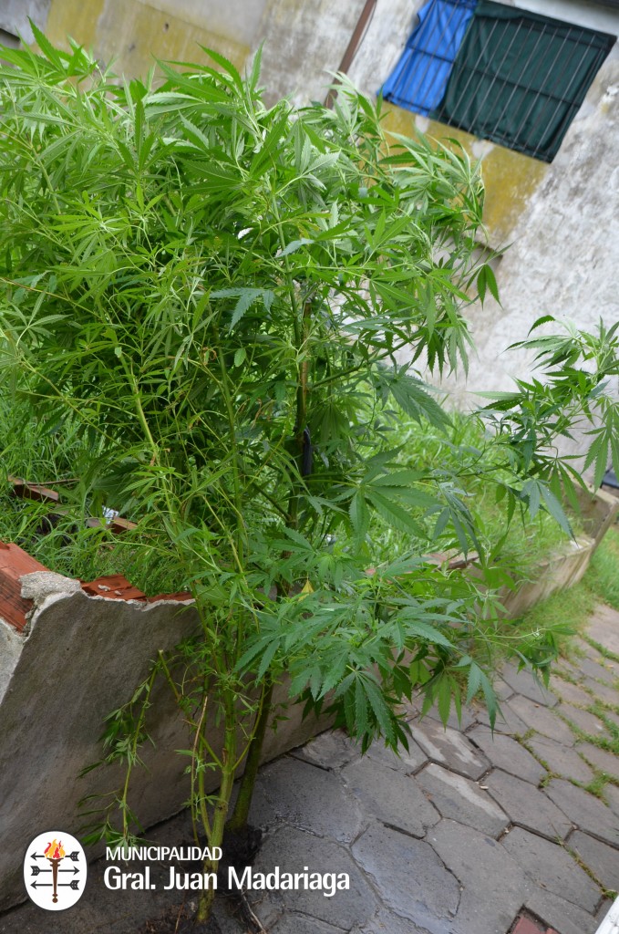 Incautaron marihuana y aprehendieron a una persona