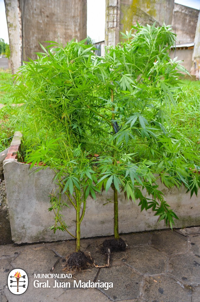 Incautaron marihuana y aprehendieron a una persona