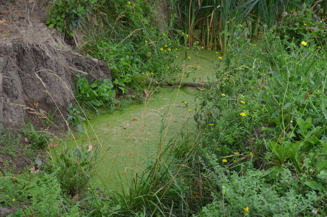 Canales a cielo abierto: un antes y un despus
