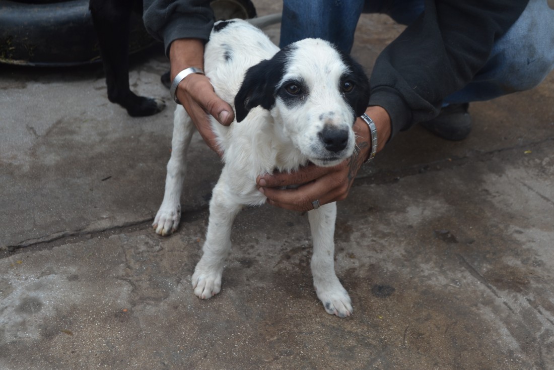 Terminó aprehendido por maltratar a un animal