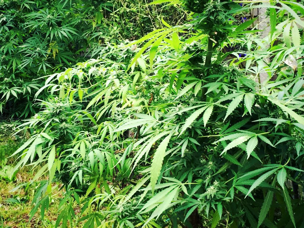 Procedimiento anti droga en el barrio San Martín