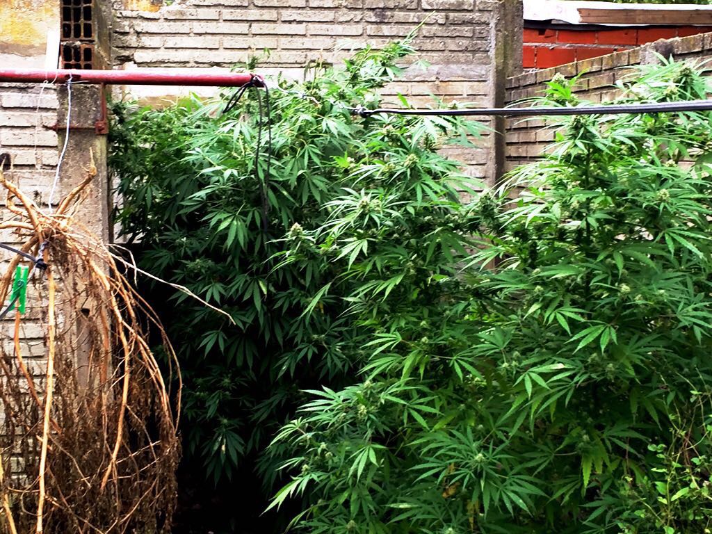 Procedimiento anti droga en el barrio San Martín