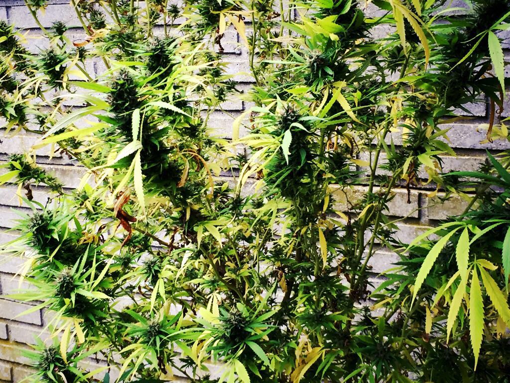 Procedimiento anti droga en el barrio San Martín